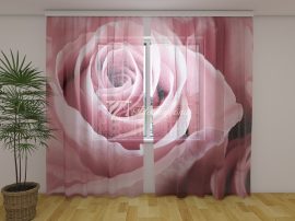 Lenyűgöző rózsaszín rózsa