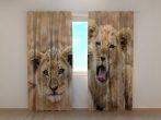 Két oroszlánkölyök