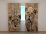 Két oroszlánkölyök